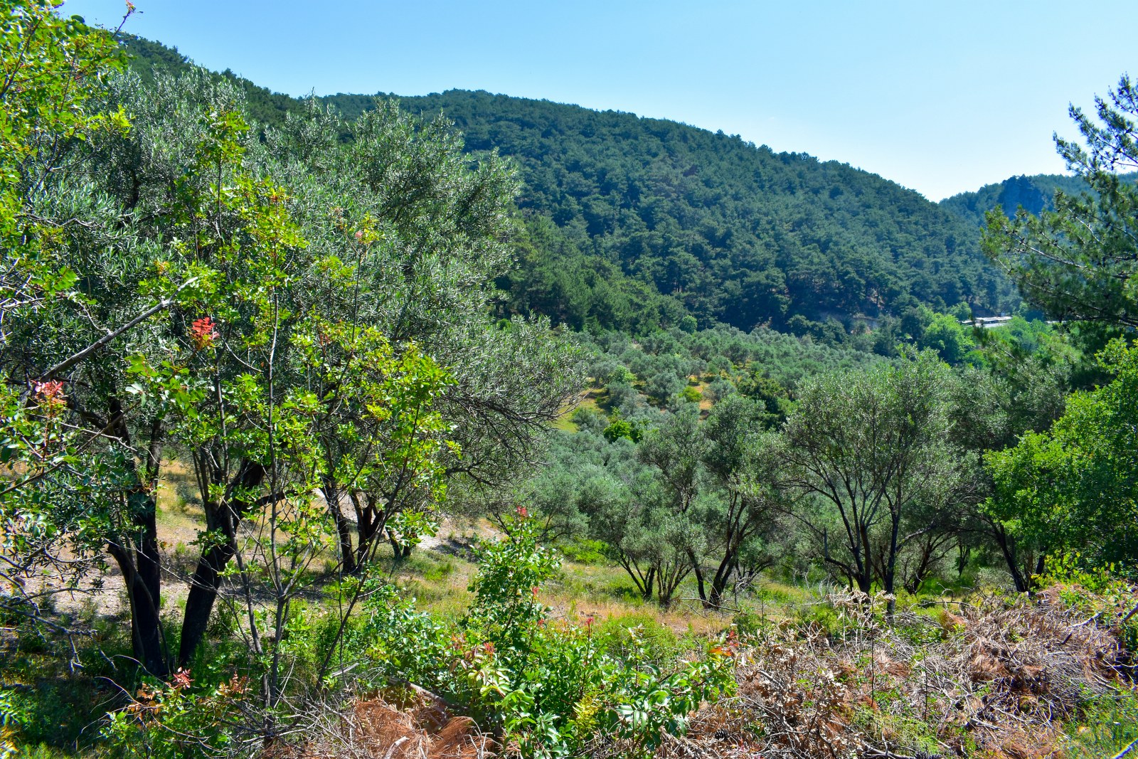 Zeytinhan Emlak Altınoluk Küçükkuyu Satılık Yazlık, Villa, Arsa