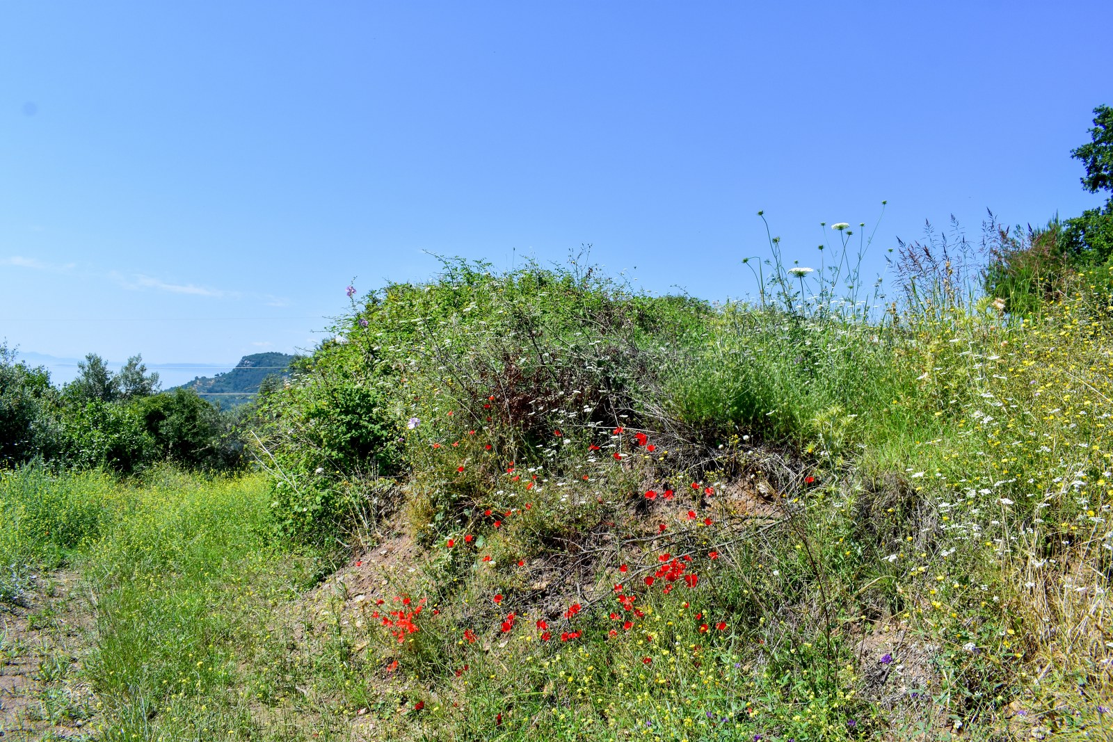 Zeytinhan Emlak Altınoluk Küçükkuyu Satılık Yazlık, Villa, Arsa