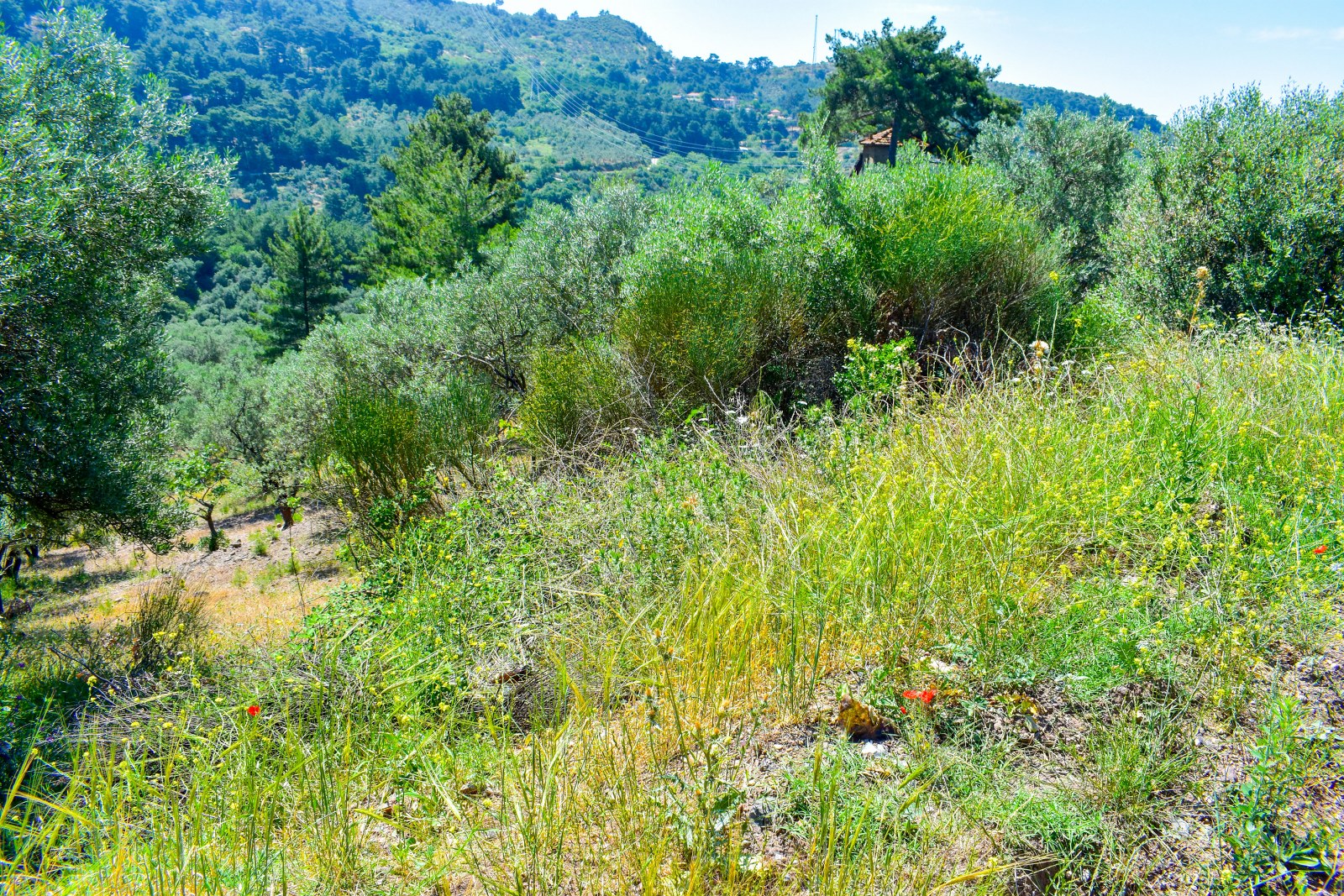 Zeytinhan Emlak Altınoluk Küçükkuyu Satılık Yazlık, Villa, Arsa