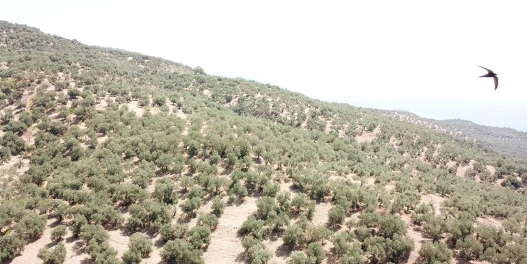 Zeytinhan Emlak Altınoluk Küçükkuyu Satılık Yazlık, Villa, Arsa