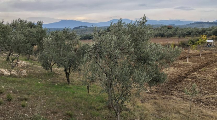 Bayramiç'te Satılık Tam Donanımlı Çiftlik (10)