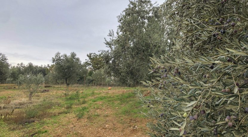 Bayramiç'te Satılık Tam Donanımlı Çiftlik (29)