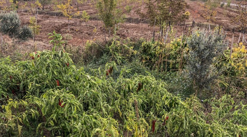 Bayramiç'te Satılık Tam Donanımlı Çiftlik (3)