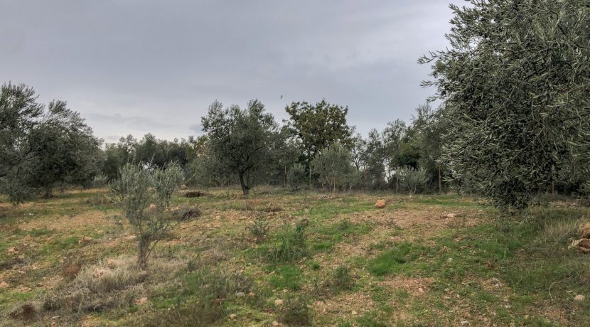 Bayramiç'te Satılık Tam Donanımlı Çiftlik (30)