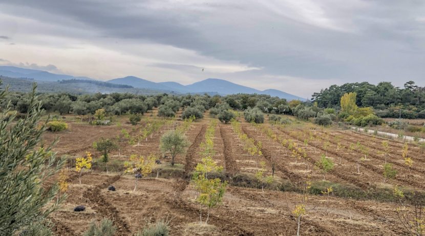 Bayramiç'te Satılık Tam Donanımlı Çiftlik (7)