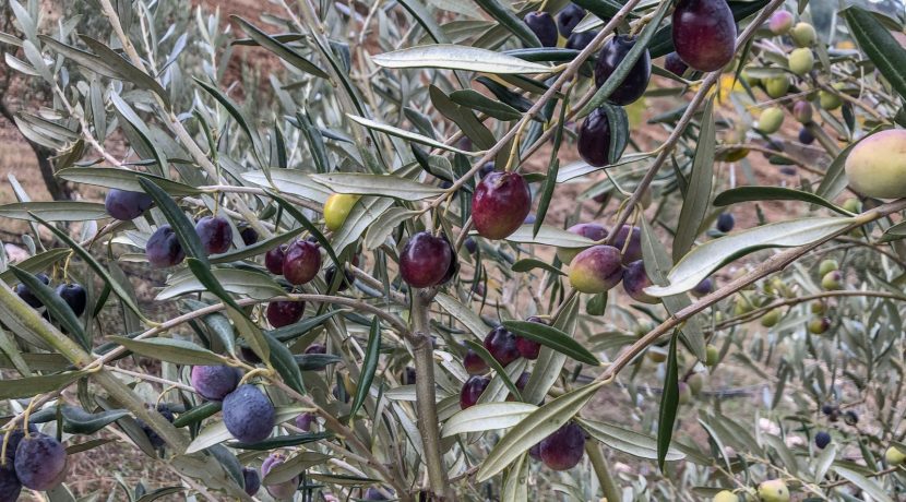 Bayramiç'te Satılık Tam Donanımlı Çiftlik (9)