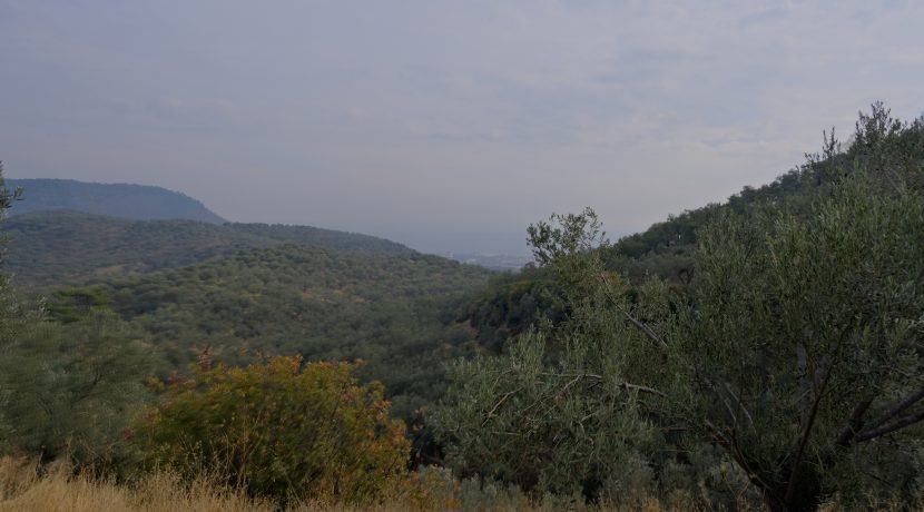 Küçükçetmi Köyü'nde Satılık 1.045 m² Zeytinlik (1)