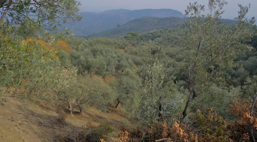 Küçükçetmi Köyü'nde Satılık 1.045 m² Zeytinlik (10)