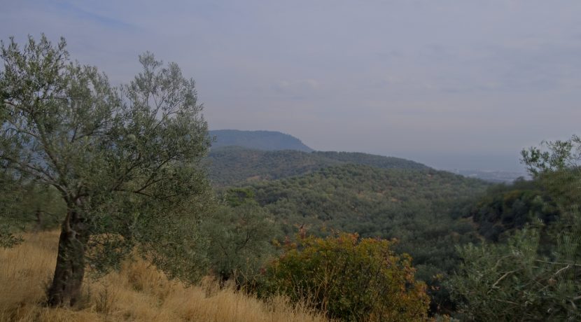 Küçükçetmi Köyü'nde Satılık 1.045 m² Zeytinlik (2)