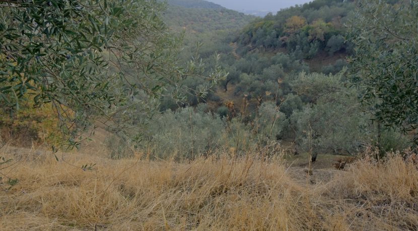 Küçükçetmi Köyü'nde Satılık 1.045 m² Zeytinlik (3)