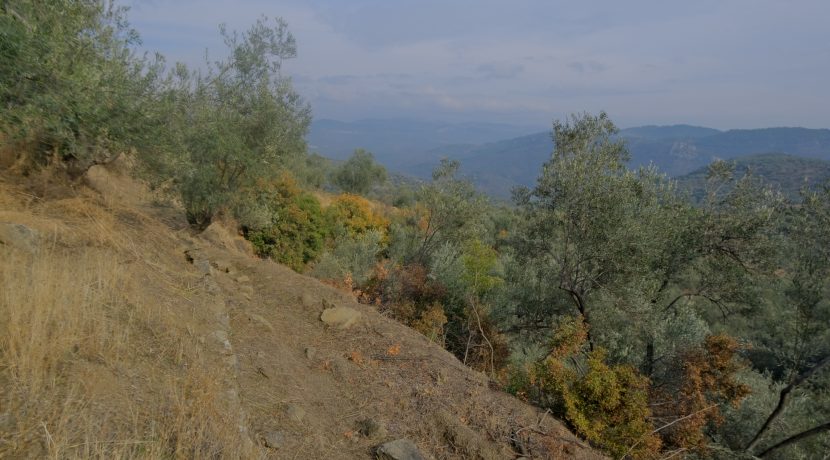 Küçükçetmi Köyü'nde Satılık 1.045 m² Zeytinlik (4)