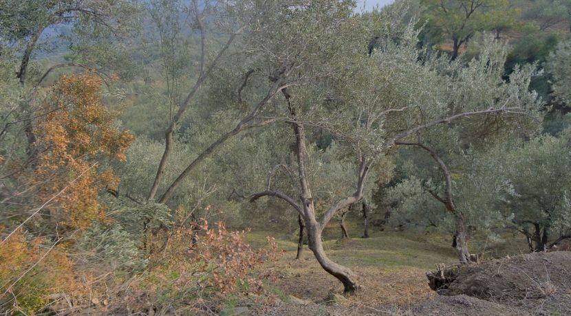 Küçükçetmi Köyü'nde Satılık 1.045 m² Zeytinlik (5)