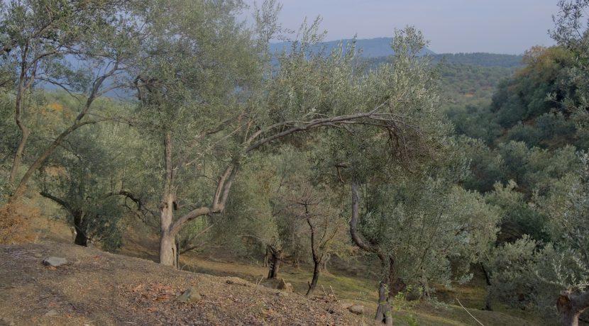 Küçükçetmi Köyü'nde Satılık 1.045 m² Zeytinlik (6)