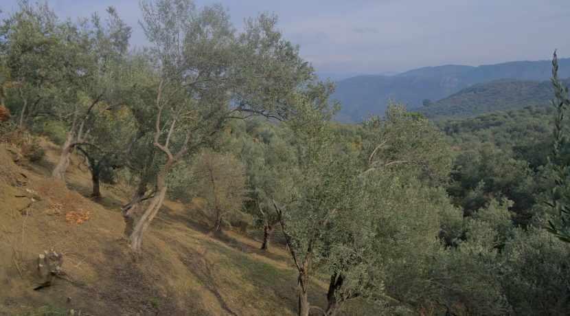 Küçükçetmi Köyü'nde Satılık 1.045 m² Zeytinlik (7)
