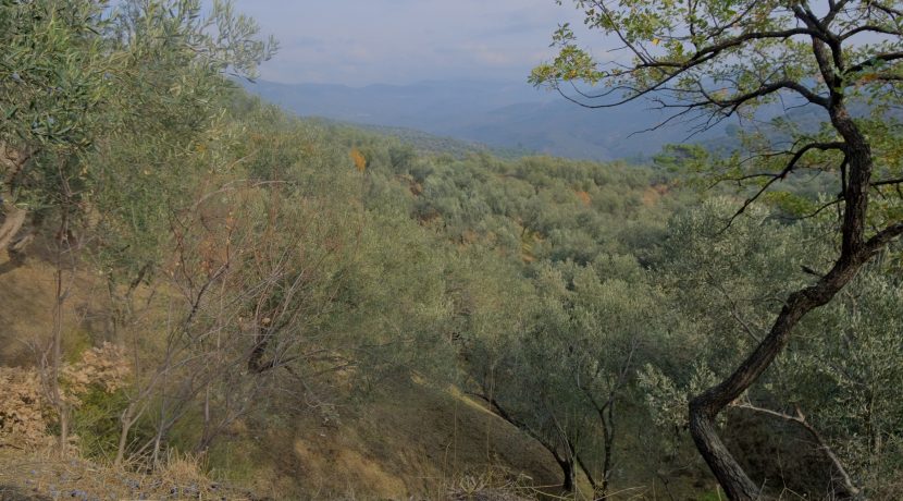 Küçükçetmi Köyü'nde Satılık 1.045 m² Zeytinlik (8)