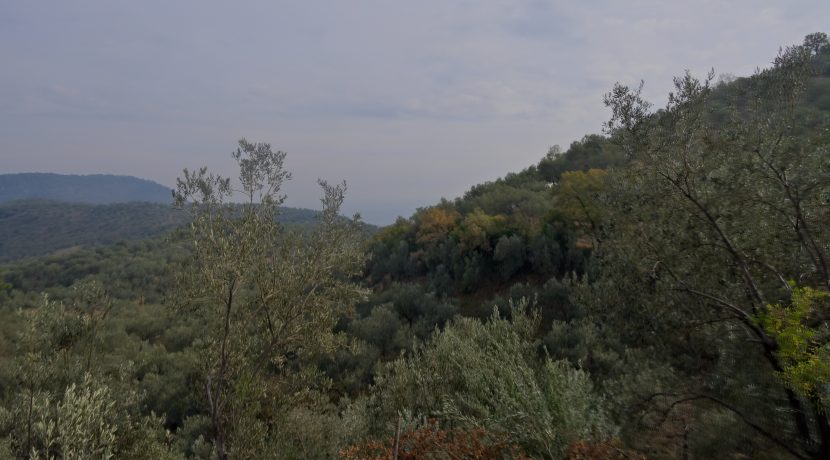 Küçükçetmi Köyü'nde Satılık 1.045 m² Zeytinlik (9)