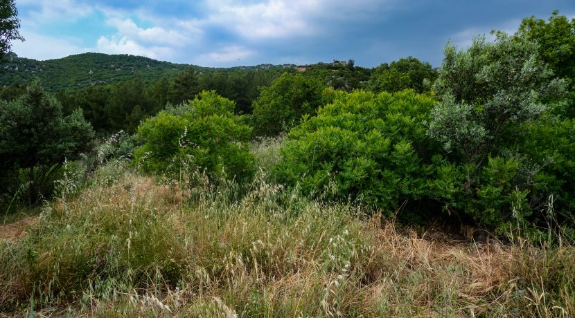Kozlu Köyü’nde Satılık Deniz Manzaralı 16 Dönüm Zeytinlik ve Tarla