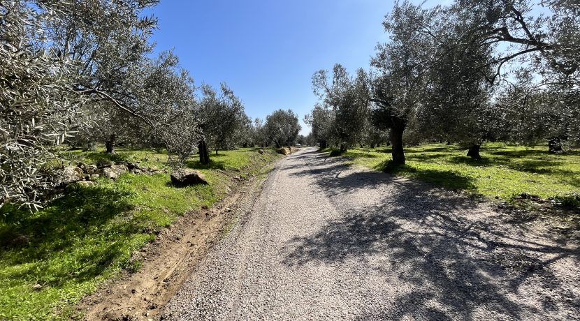 Nusratlı Köyü'nde Satılık Deniz Manzaralı 9.469 m² Zeytinlik (16)