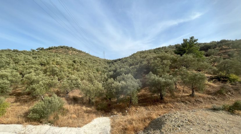 Troya-Assos Tüneli Girişinde Yola Cepheli 15 Dönüm Zeytinlik (10)_1600x1200
