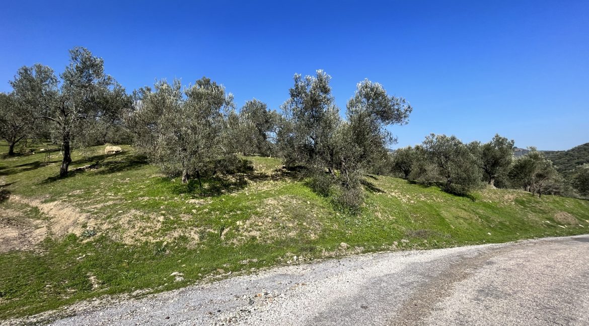Bahçedere Köyü'nde satılık 1 Dönüm Zeytinlik (1)