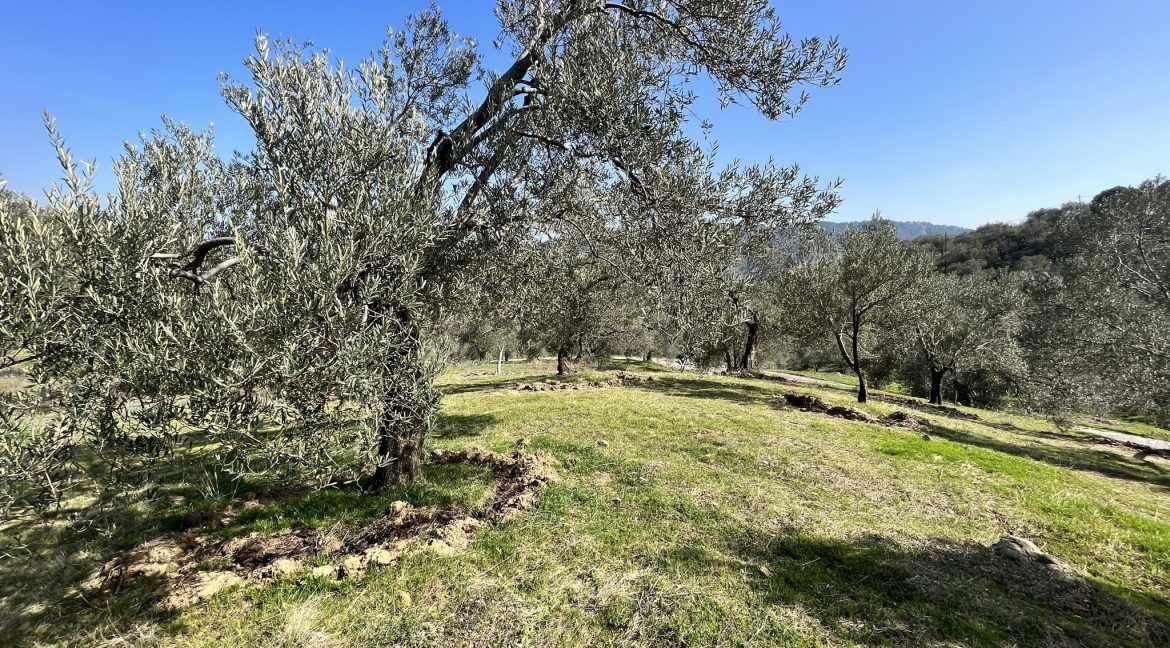 Bahçedere Köyü'nde satılık 1 Dönüm Zeytinlik (3)