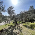 Bahçedere Köyü'nde satılık 1 Dönüm Zeytinlik (1)