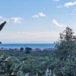 Yeşilyurt'ta Satılık Elektriği Suyu ve Kapalı Alanı Olan Zeytinlik