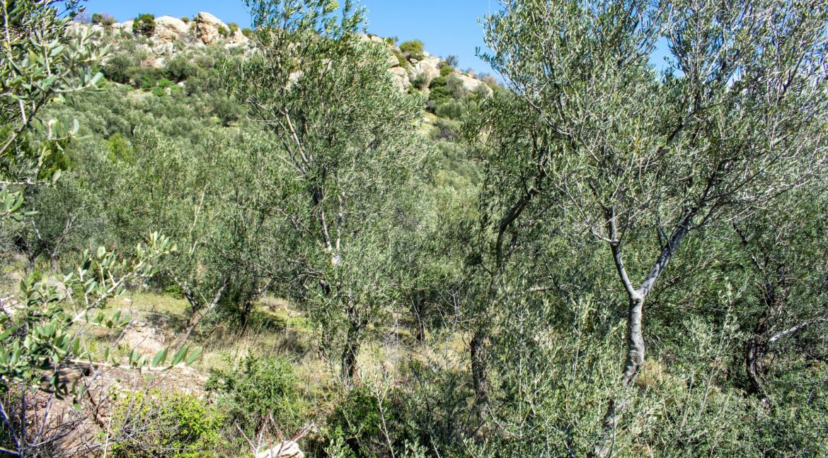 Tavaklı'da Satılık 4.315 m² Zeytinlik (1)