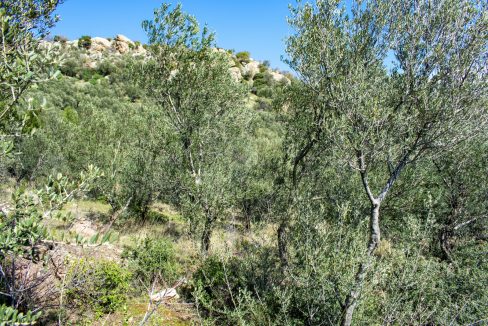 Tavaklı'da Satılık 4.315 m² Zeytinlik (1)