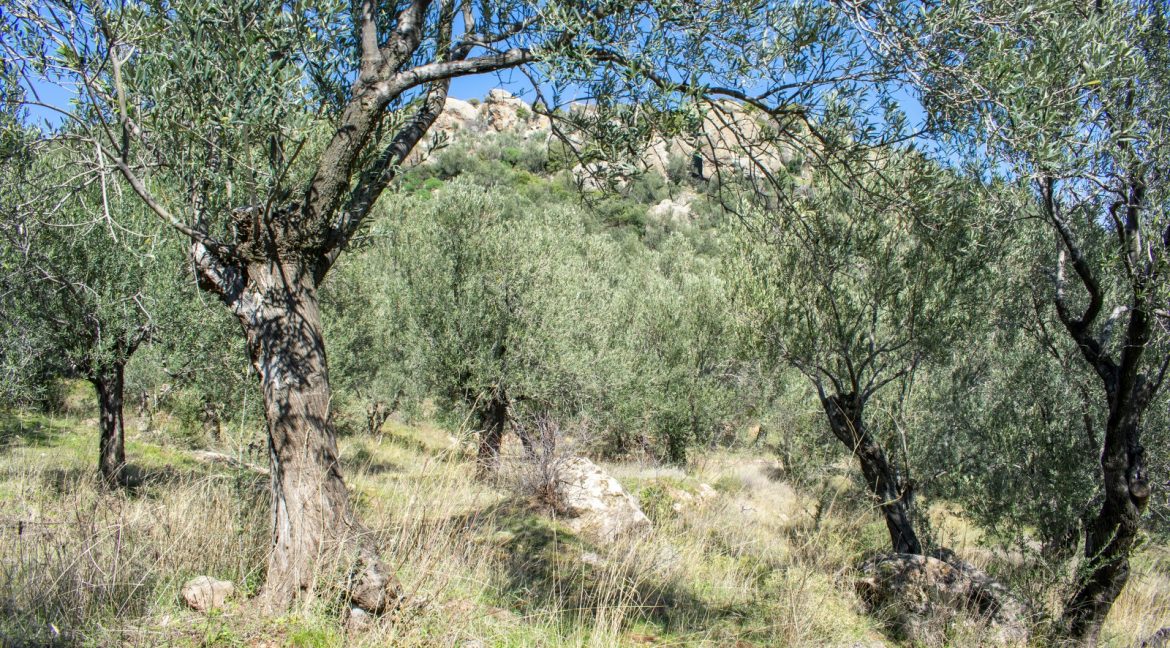 Tavaklı'da Satılık 4.315 m² Zeytinlik (2)