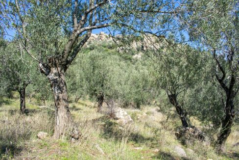 Tavaklı'da Satılık 4.315 m² Zeytinlik (2)