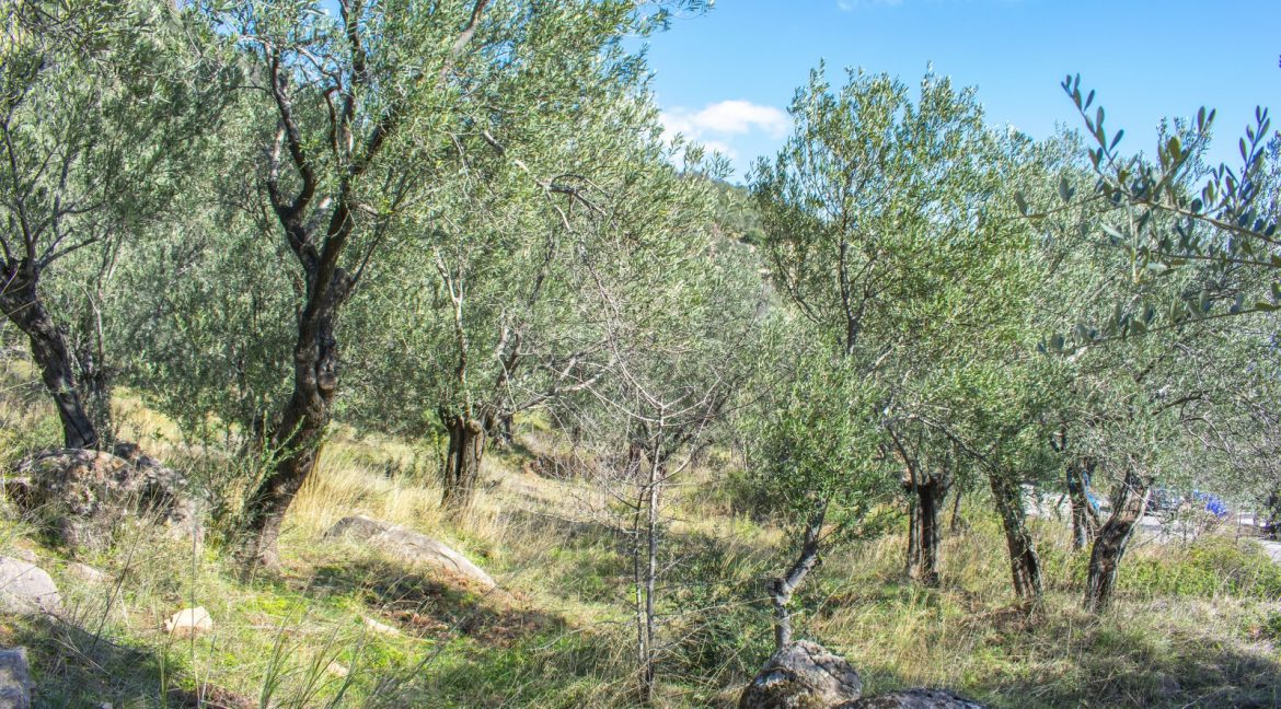 Tavaklı'da Satılık 4.315 m² Zeytinlik (3)