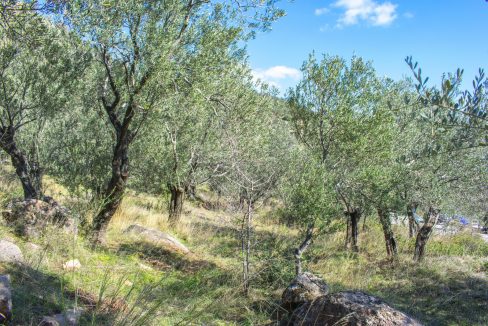 Tavaklı'da Satılık 4.315 m² Zeytinlik (3)