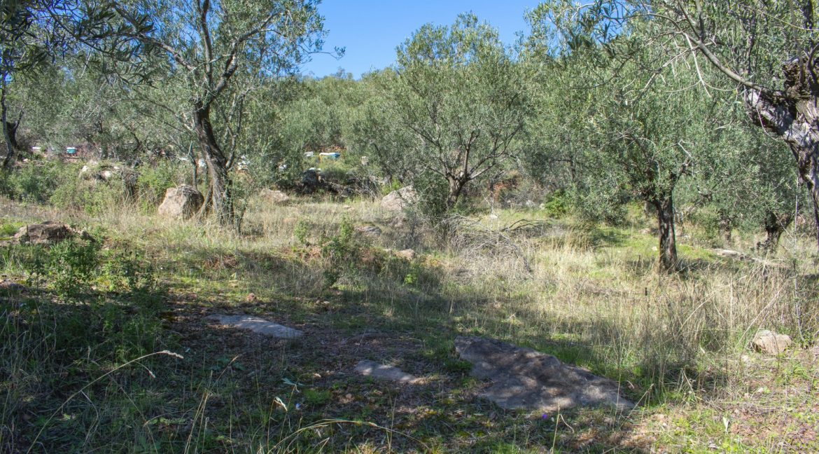 Tavaklı'da Satılık 4.315 m² Zeytinlik (4)