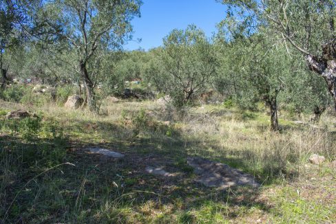 Tavaklı'da Satılık 4.315 m² Zeytinlik (4)