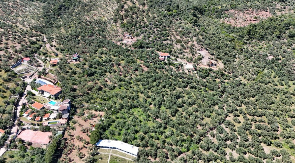 Ahmetçe Sahilinde Satılık Zeytinlik ve Tiny House
