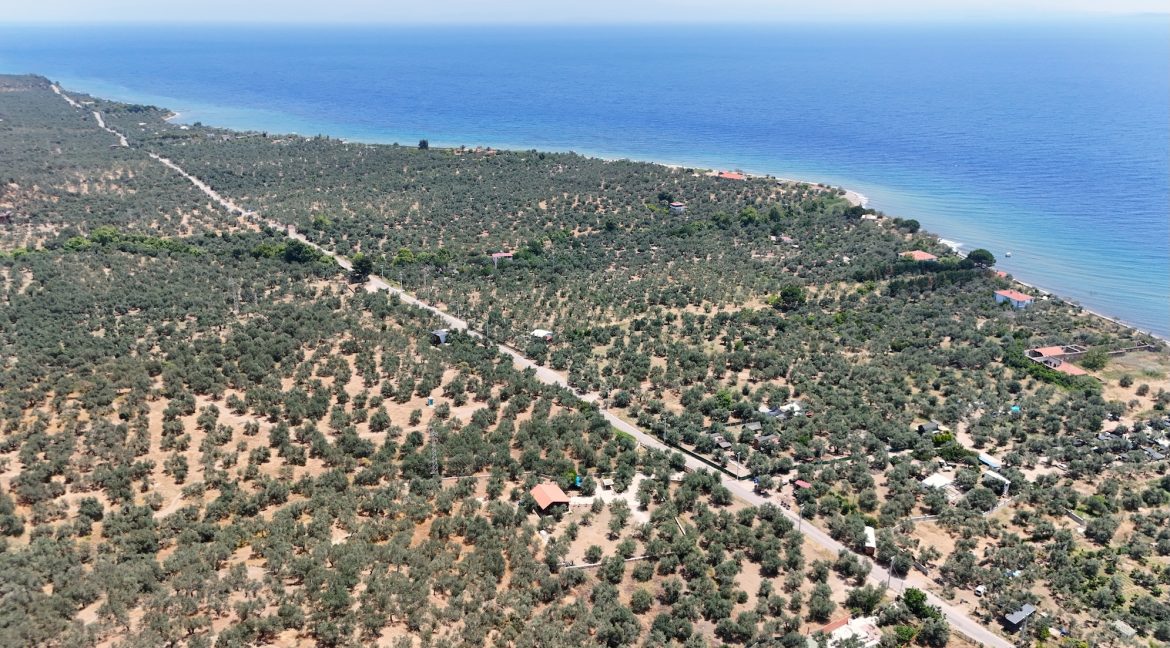 Arıklı Sahili'nde Satılık 2+1 Ahşap Ev ve Zeytinlik