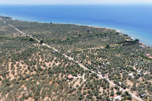 Arıklı Sahili'nde Satılık 2+1 Ahşap Ev ve Zeytinlik