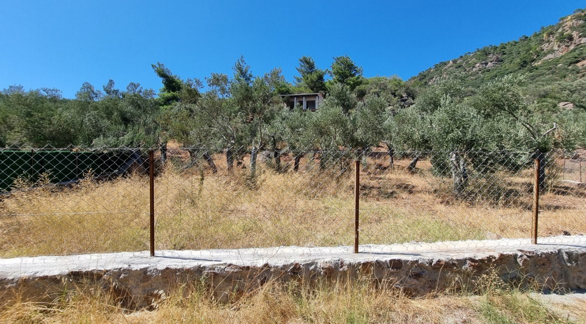 Sazlı Sahilinde Satılık 1873 M² Zeytinlik (1)