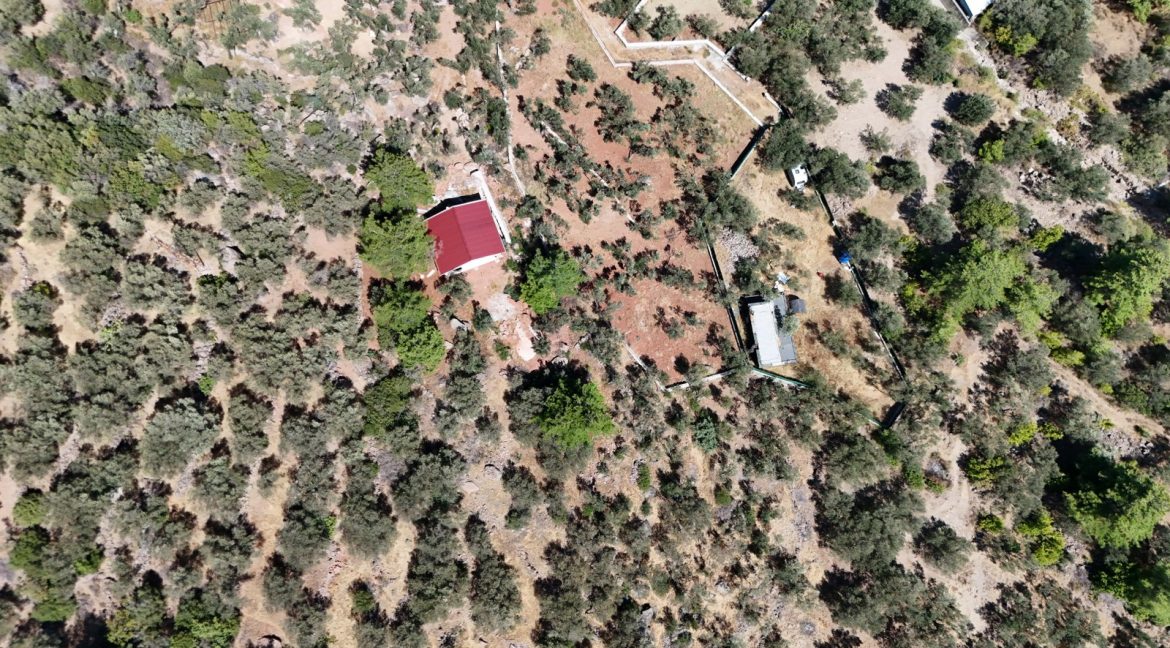 Sazlı Sahilinde Satılık 1873 M² Zeytinlik