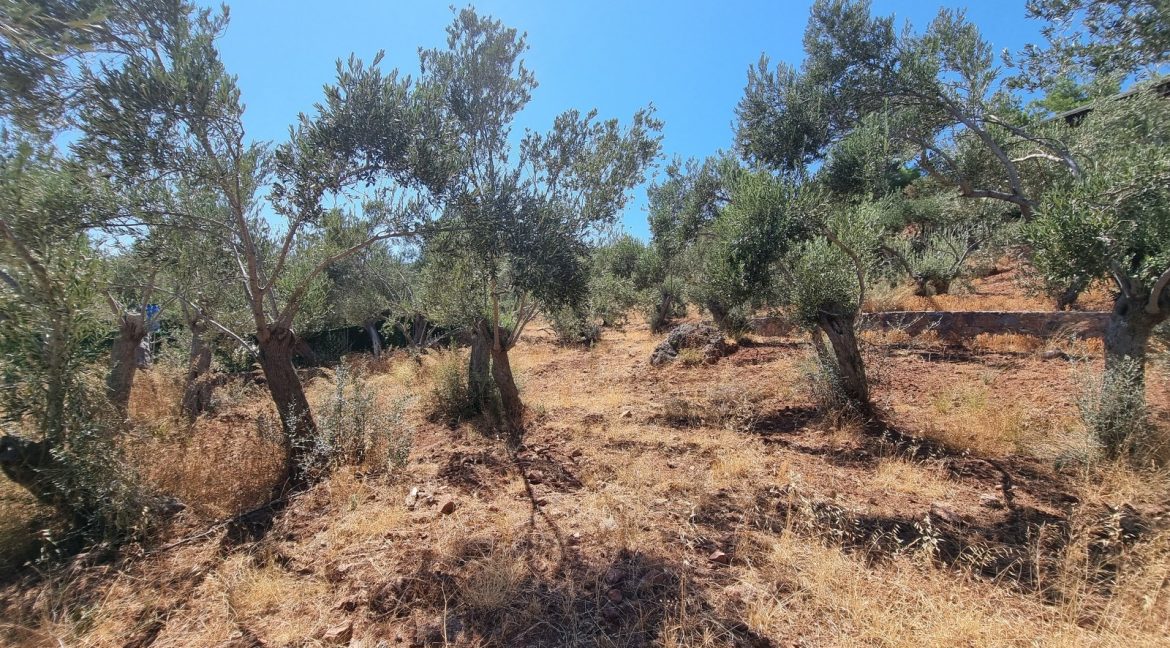 Sazlı Sahilinde Satılık 1873 M² Zeytinlik (10)