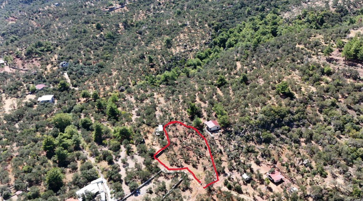 Sazlı Sahilinde Satılık 1873 M² Zeytinlik