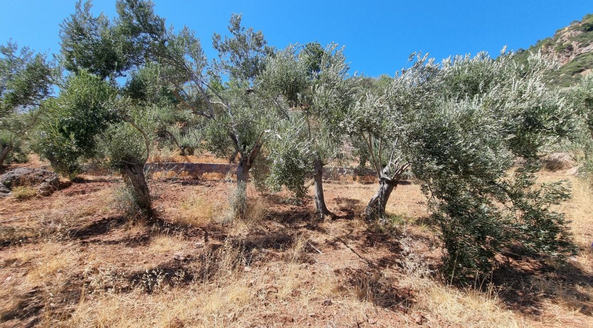 Sazlı Sahilinde Satılık 1873 M² Zeytinlik (11)