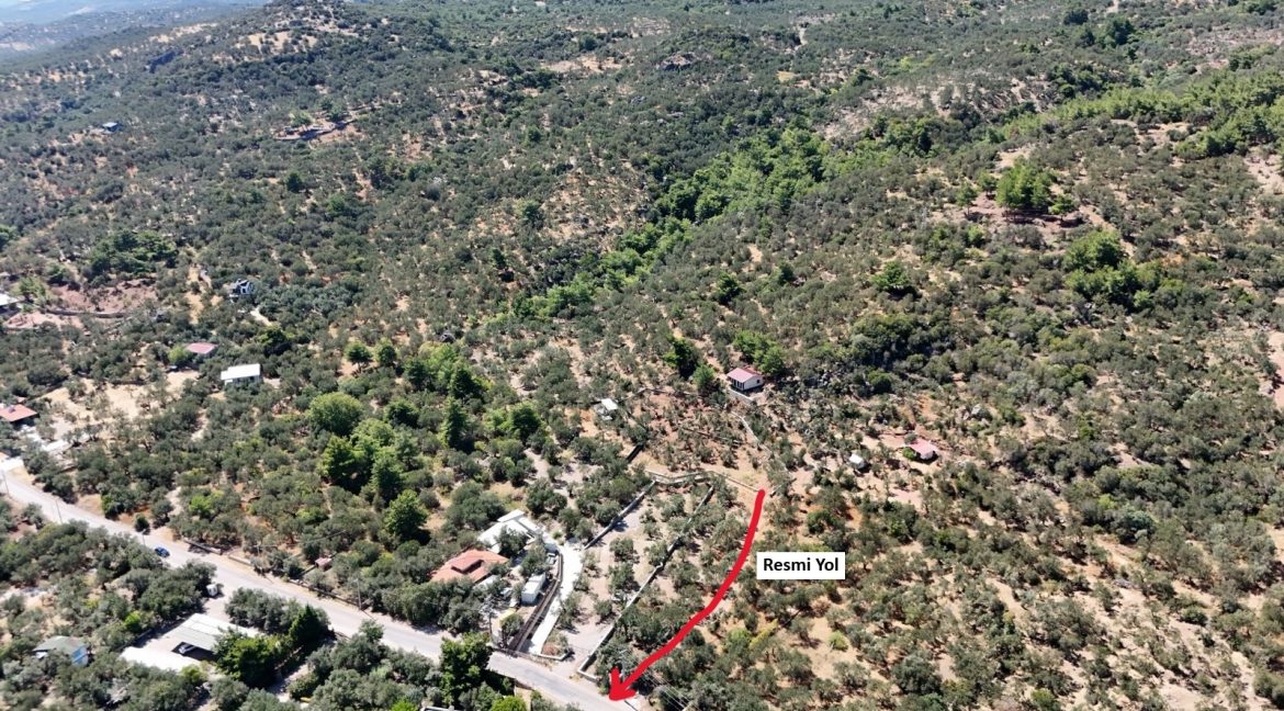 Sazlı Sahilinde Satılık 1873 M² Zeytinlik