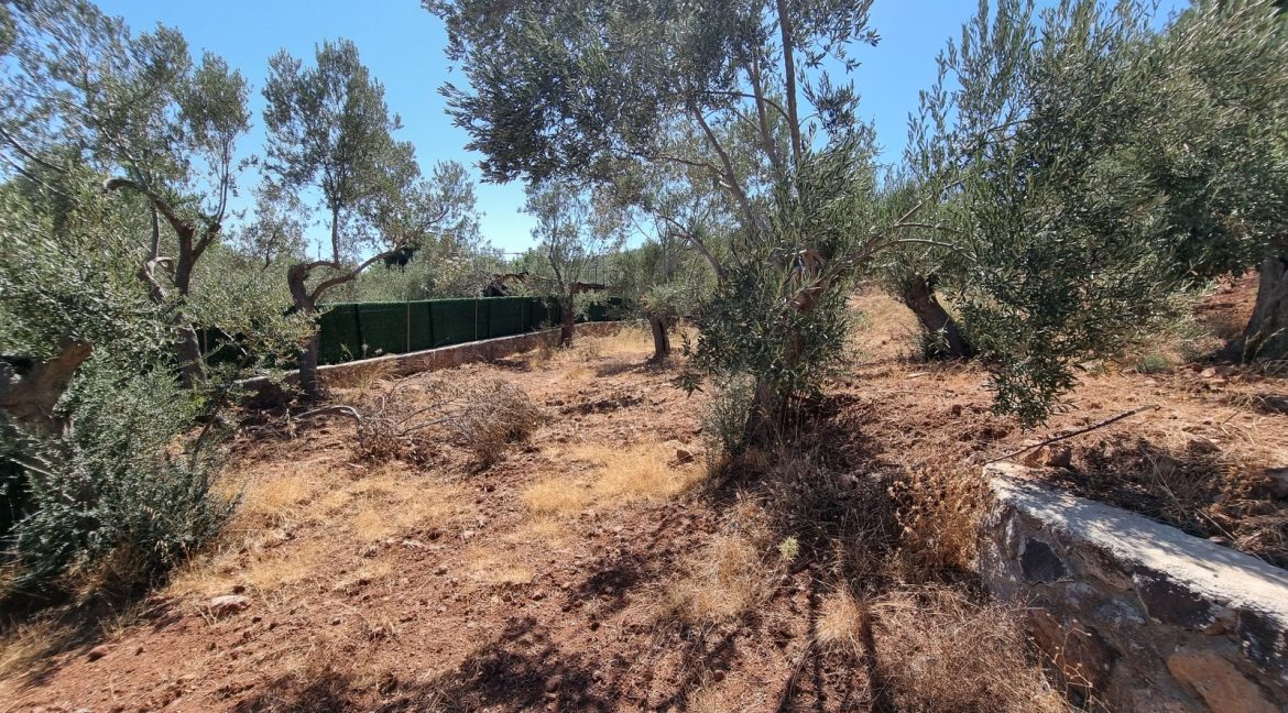 Sazlı Sahilinde Satılık 1873 M² Zeytinlik (12)