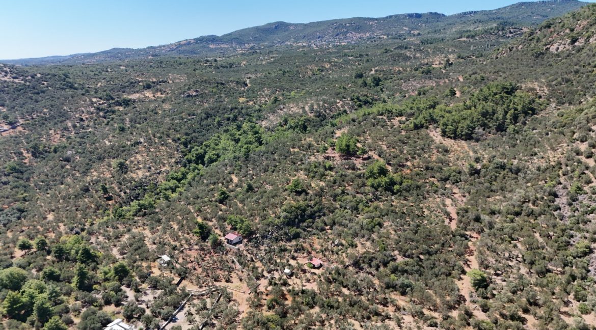 Sazlı Sahilinde Satılık 1873 M² Zeytinlik