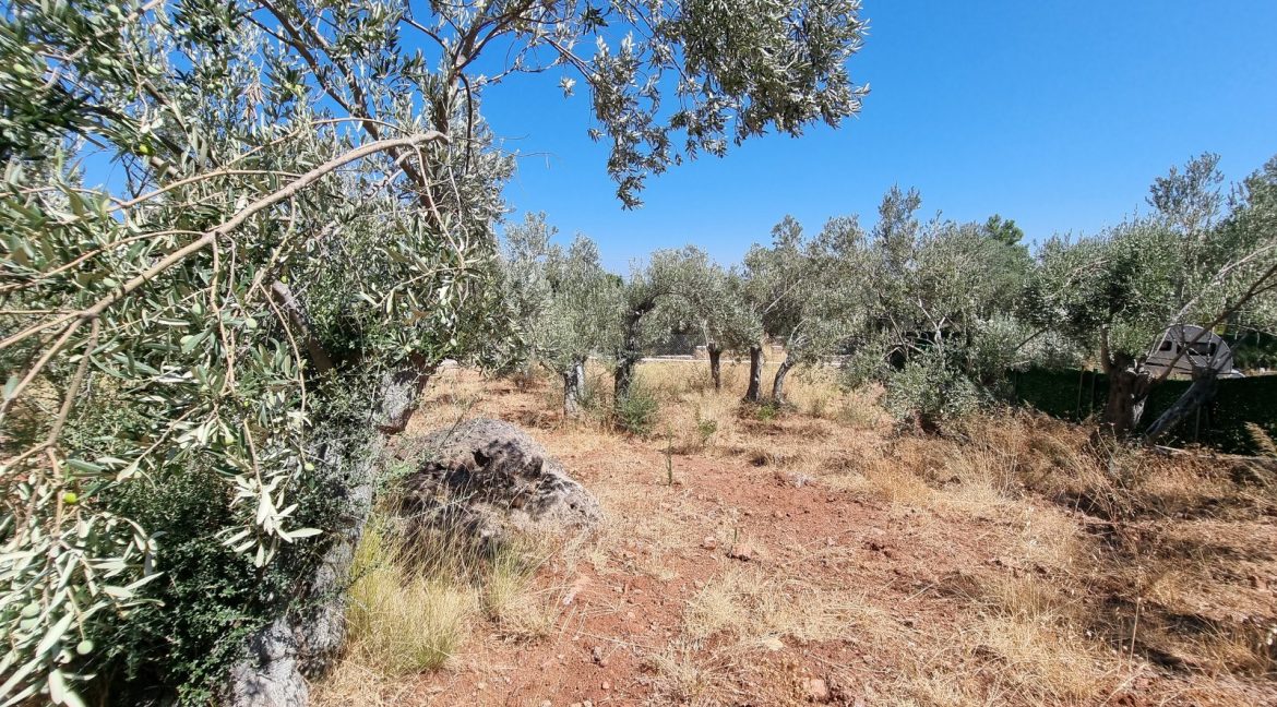 Sazlı Sahilinde Satılık 1873 M² Zeytinlik (13)