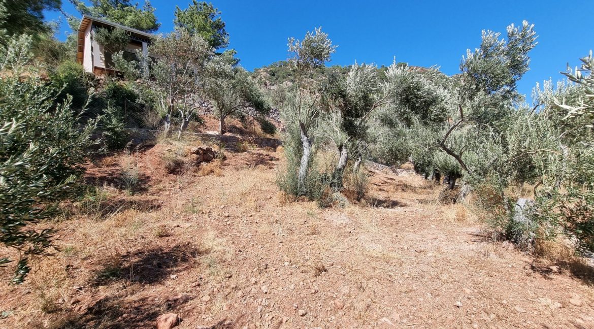 Sazlı Sahilinde Satılık 1873 M² Zeytinlik (14)