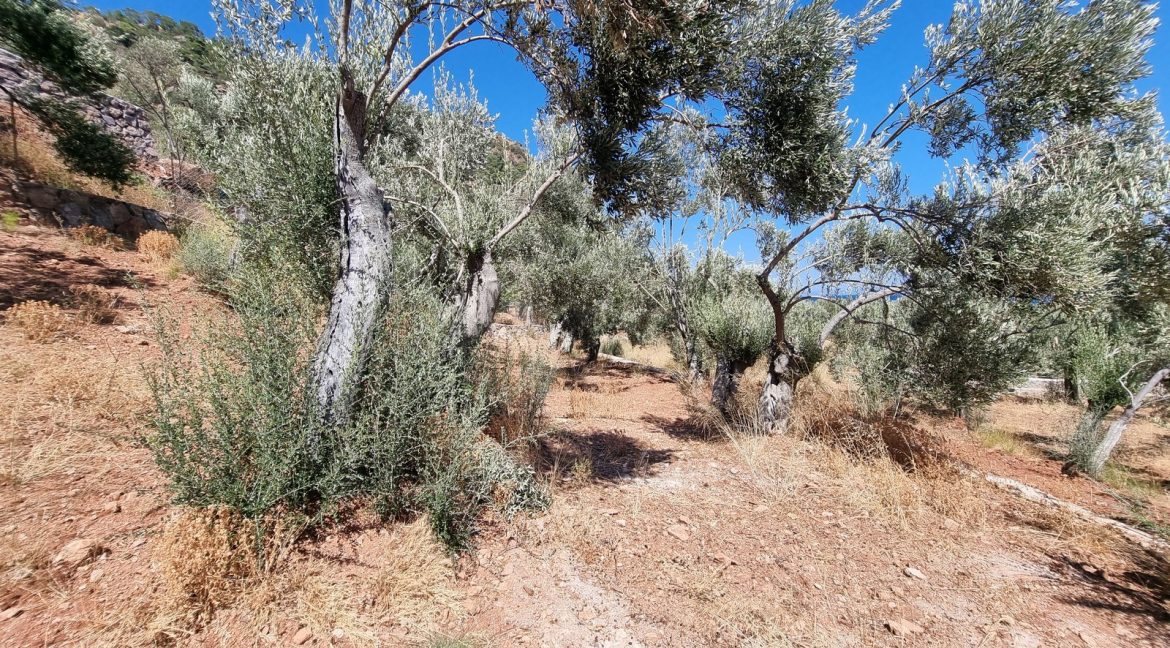 Sazlı Sahilinde Satılık 1873 M² Zeytinlik (15)