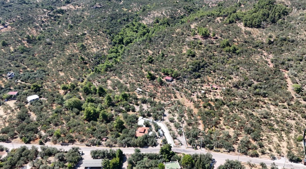 Sazlı Sahilinde Satılık 1873 M² Zeytinlik